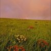 theprairiechild